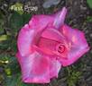 First Prize rose photo