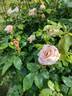 Brat Roger rose photo