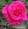 Lisa Maree rose photo