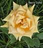 Ben's Gold rose photo
