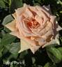 Royal Parks rose photo