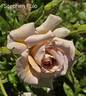 Stephen Rulo rose photo