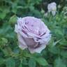 Violet's Pride rose photo