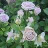 Violet's Pride rose photo