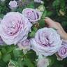 Violet's Pride rose photo