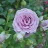 Violet's Pride rose photo