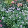 Violet's Pride rose photo