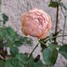 Dannahue rose photo