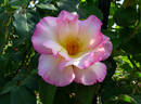 Olivier Roellinger ® rose photo