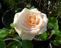 Osiana ™ rose photo