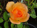 Out of Africa rose photo