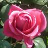 Danjiri-bayashi '02 rose photo