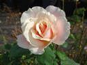 Oyster Pearl rose photo