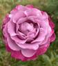 Muriel Robin ® rose photo