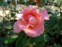 Paris d'Yves St. Laurent rose photo