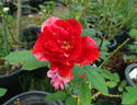 Paul Gauguin rose photo