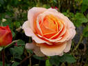 Peach Perfection rose photo