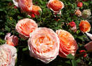 Peach Perfection rose photo