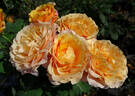 Peach Perfection rose photo