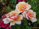 Pearlie Mae rose photo