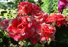 Philatelie rose photo
