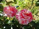 Philatelie rose photo