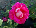 Picture Perfect rose photo