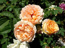 Polka ™ rose photo
