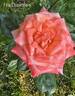 Fra Diavolo rose photo