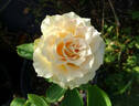 Quicksand rose photo