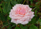 Quietness rose photo