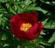Illini Warrior peony photo
