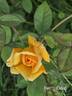 Ben's Gold rose photo
