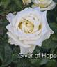 Giver of Hope rose photo