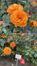 Westzeit rose photo