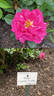 Turbo Rugostar ® rose photo