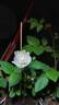 E04-1 rose photo