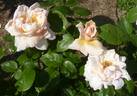 Madame Albert Barbier rose photo