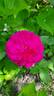 C03-3 rose photo