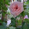 Grand Siècle® rose photo