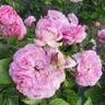 Orchid Romance rose photo
