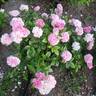 Orchid Romance rose photo