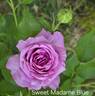Sweet Madame Blue ™ rose photo