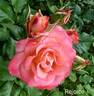 Rejoice rose photo
