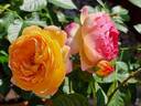 Rosomane Janon ® rose photo