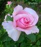 Shunpo rose photo