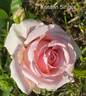 Kristen Singer rose photo