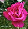 Red Hoover rose photo