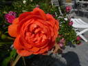 Summer Song rose photo