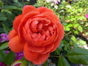 Summer Song rose photo
